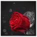 rote Rosen zum Valentinstag auf Leinwandbild Quadratisch gerahmt Größe 60x60