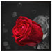 rote Rosen zum Valentinstag auf Leinwandbild Quadratisch gerahmt Größe 70x70