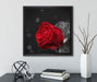 rote Rosen zum Valentinstag  auf Leinwandbild Quadratisch gerahmt mit Kirschblüten