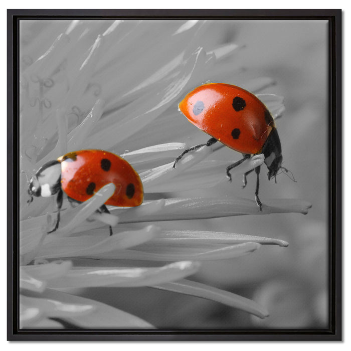 Marienkäfer krabbeln auf Blüte auf Leinwandbild Quadratisch gerahmt Größe 60x60