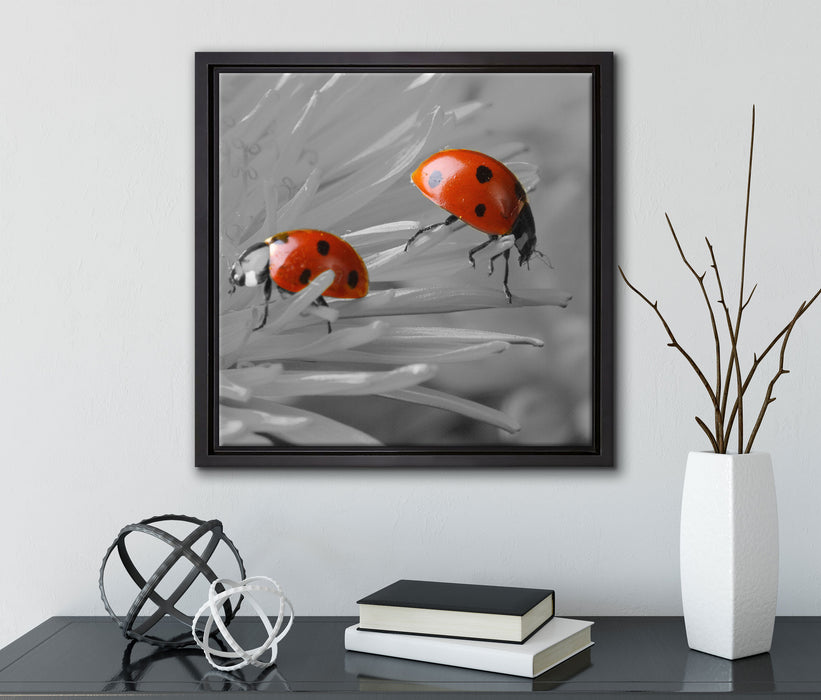 Marienkäfer krabbeln auf Blüte  auf Leinwandbild Quadratisch gerahmt mit Kirschblüten