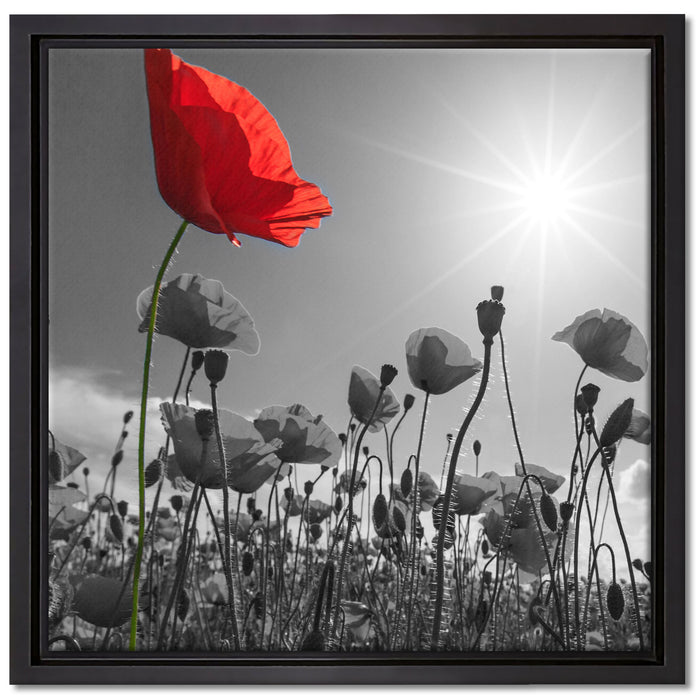 Mohnblumenfeld im Sommer auf Leinwandbild Quadratisch gerahmt Größe 40x40