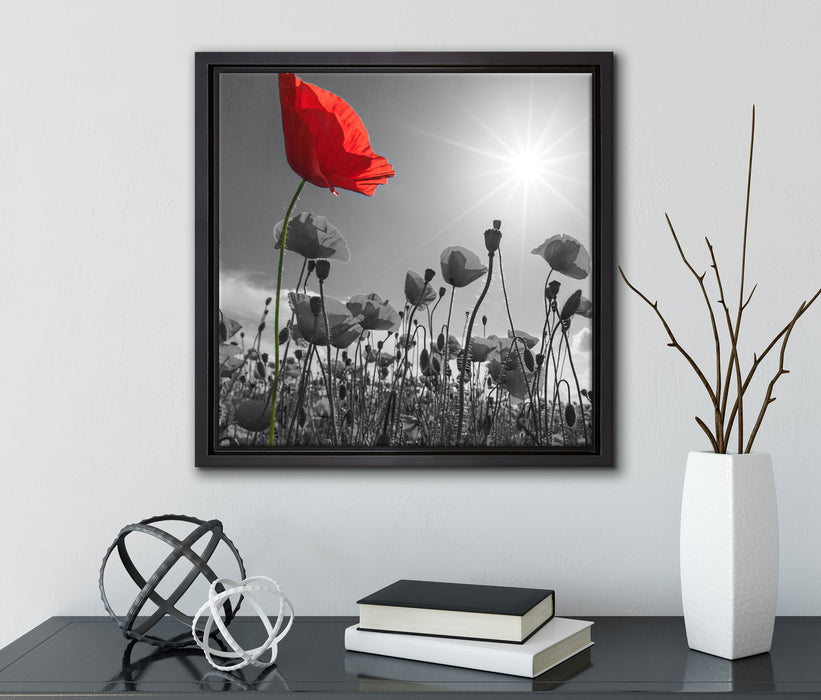 Mohnblumenfeld im Sommer  auf Leinwandbild Quadratisch gerahmt mit Kirschblüten