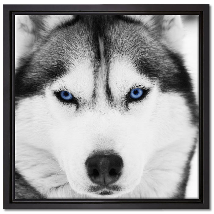 Husky mit blauen Augen auf Leinwandbild Quadratisch gerahmt Größe 40x40