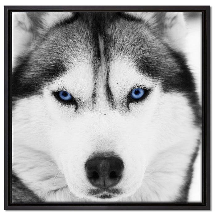 Husky mit blauen Augen auf Leinwandbild Quadratisch gerahmt Größe 60x60