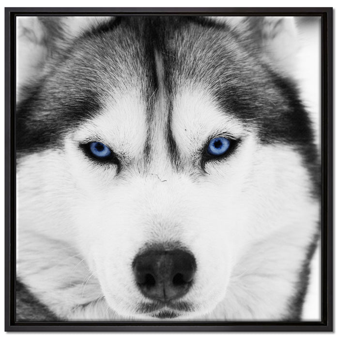 Husky mit blauen Augen auf Leinwandbild Quadratisch gerahmt Größe 70x70
