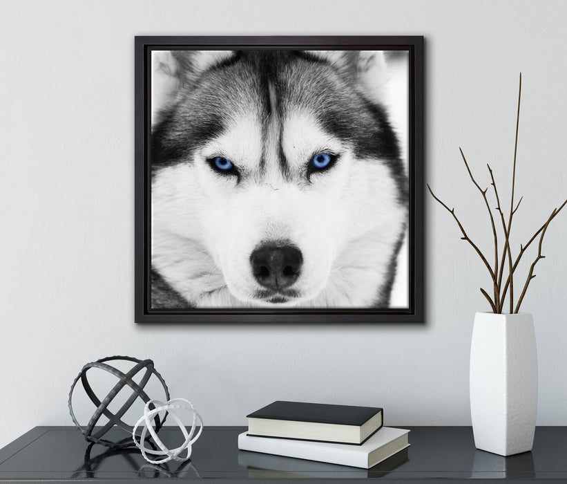 Husky mit blauen Augen  auf Leinwandbild Quadratisch gerahmt mit Kirschblüten