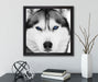 Husky mit blauen Augen  auf Leinwandbild Quadratisch gerahmt mit Kirschblüten