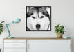 Husky mit blauen Augen auf Leinwandbild gerahmt Quadratisch verschiedene Größen im Wohnzimmer