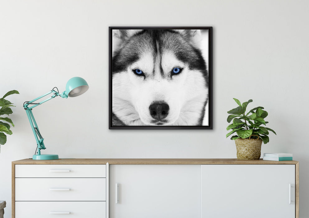 Husky mit blauen Augen auf Leinwandbild gerahmt Quadratisch verschiedene Größen im Wohnzimmer