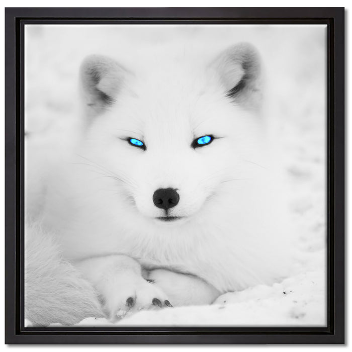 Polarfuchs mit strahlenden Augen auf Leinwandbild Quadratisch gerahmt Größe 40x40