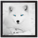 Polarfuchs mit strahlenden Augen auf Leinwandbild Quadratisch gerahmt Größe 40x40