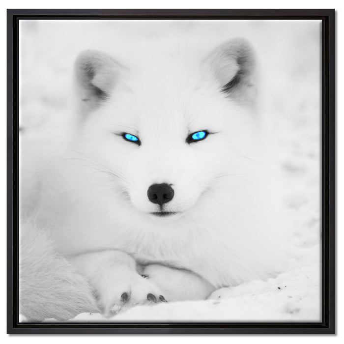 Polarfuchs mit strahlenden Augen auf Leinwandbild Quadratisch gerahmt Größe 60x60