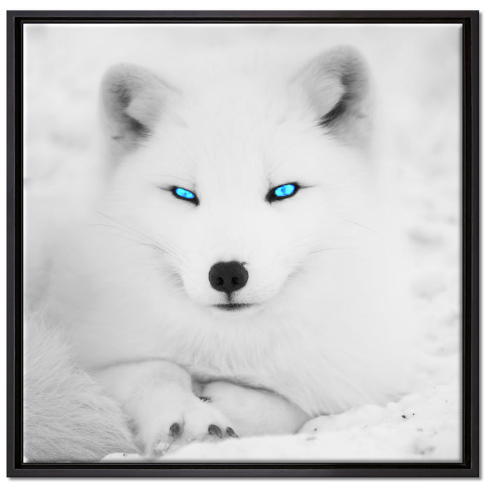 Polarfuchs mit strahlenden Augen auf Leinwandbild Quadratisch gerahmt Größe 70x70