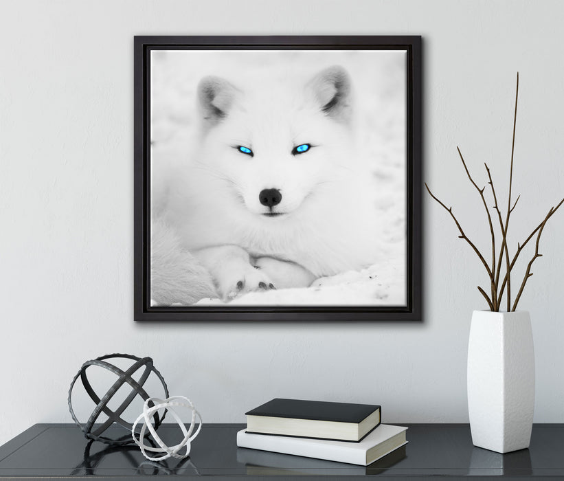 Polarfuchs mit strahlenden Augen  auf Leinwandbild Quadratisch gerahmt mit Kirschblüten