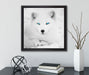 Polarfuchs mit strahlenden Augen  auf Leinwandbild Quadratisch gerahmt mit Kirschblüten
