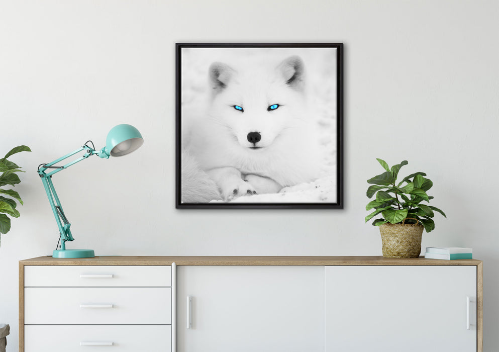 Polarfuchs mit strahlenden Augen auf Leinwandbild gerahmt Quadratisch verschiedene Größen im Wohnzimmer