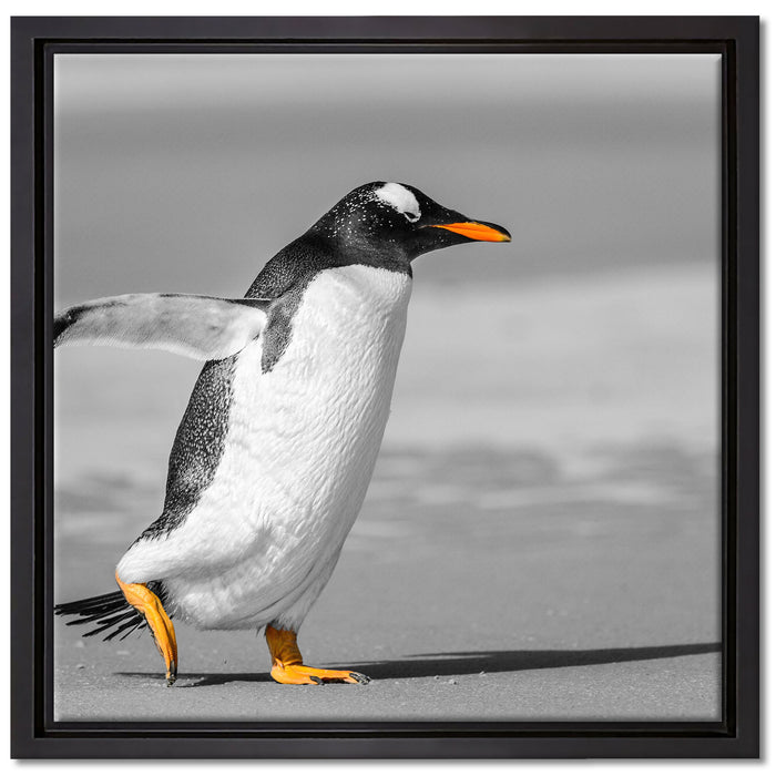 watschelnder Pinguin am Strand auf Leinwandbild Quadratisch gerahmt Größe 40x40