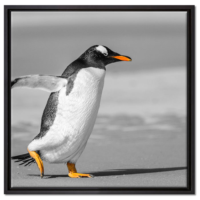watschelnder Pinguin am Strand auf Leinwandbild Quadratisch gerahmt Größe 60x60