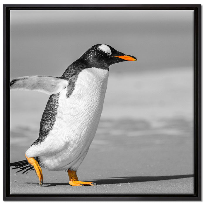 watschelnder Pinguin am Strand auf Leinwandbild Quadratisch gerahmt Größe 70x70
