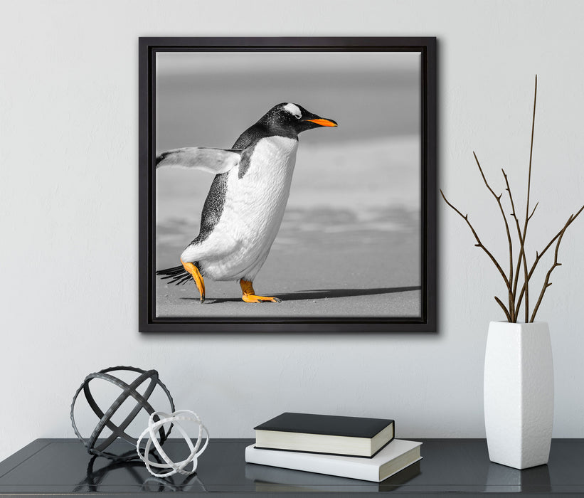 watschelnder Pinguin am Strand  auf Leinwandbild Quadratisch gerahmt mit Kirschblüten