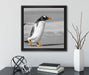 watschelnder Pinguin am Strand  auf Leinwandbild Quadratisch gerahmt mit Kirschblüten