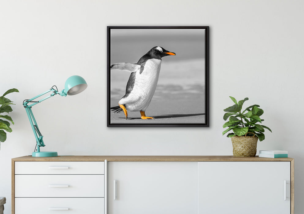 watschelnder Pinguin am Strand auf Leinwandbild gerahmt Quadratisch verschiedene Größen im Wohnzimmer