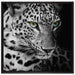 Leopardenkopf auf Leinwandbild Quadratisch gerahmt Größe 70x70