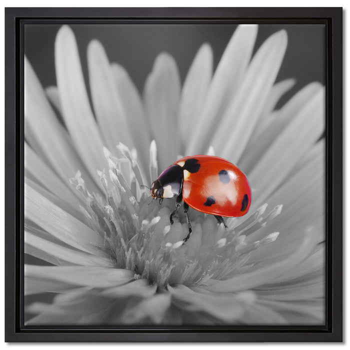 leuchtender Marienkäfer auf Blüte auf Leinwandbild Quadratisch gerahmt Größe 40x40