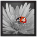 leuchtender Marienkäfer auf Blüte auf Leinwandbild Quadratisch gerahmt Größe 40x40