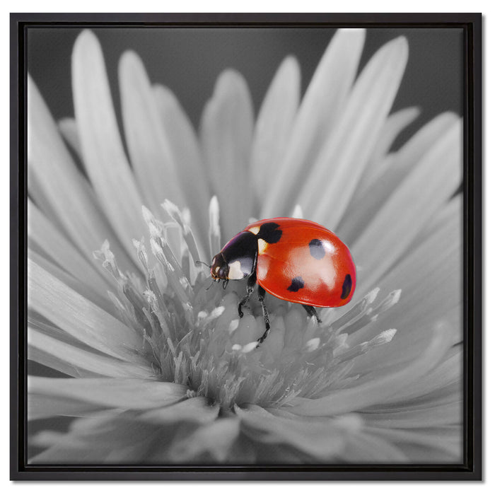 leuchtender Marienkäfer auf Blüte auf Leinwandbild Quadratisch gerahmt Größe 60x60