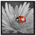 leuchtender Marienkäfer auf Blüte auf Leinwandbild Quadratisch gerahmt Größe 60x60