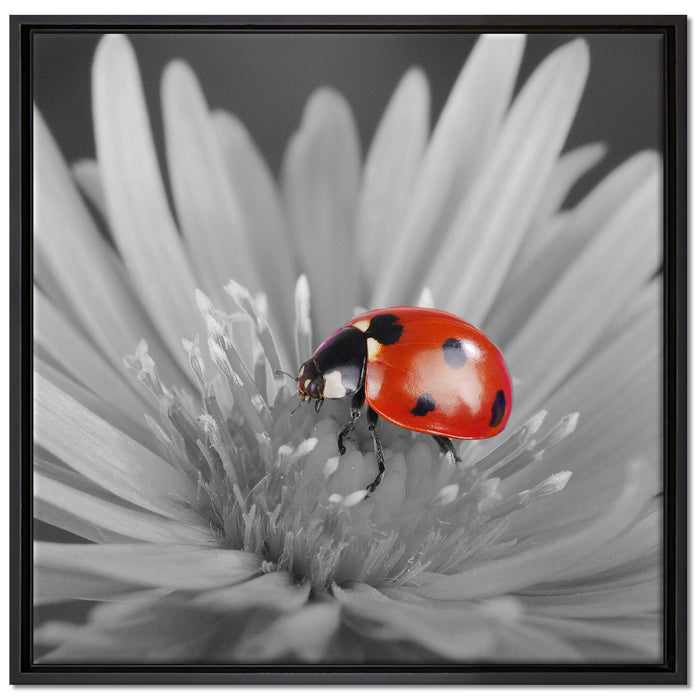 leuchtender Marienkäfer auf Blüte auf Leinwandbild Quadratisch gerahmt Größe 70x70
