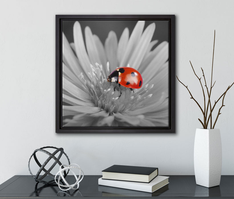 leuchtender Marienkäfer auf Blüte  auf Leinwandbild Quadratisch gerahmt mit Kirschblüten
