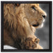 Löwe mit Löwenbaby auf Leinwandbild Quadratisch gerahmt Größe 40x40