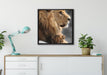 Löwe mit Löwenbaby auf Leinwandbild gerahmt Quadratisch verschiedene Größen im Wohnzimmer