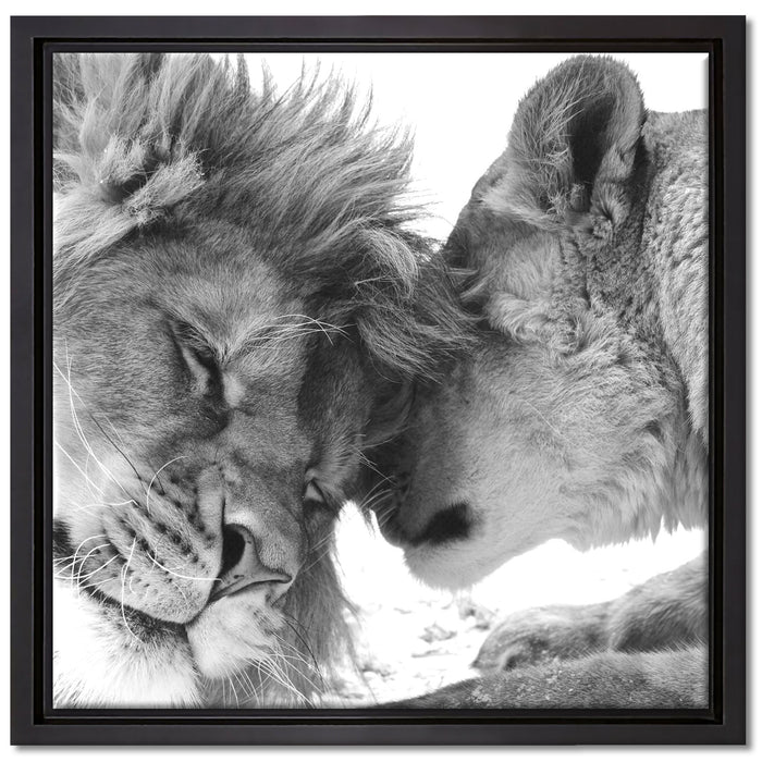 Bezauberndes kuschelndes Löwenpaar auf Leinwandbild Quadratisch gerahmt Größe 40x40
