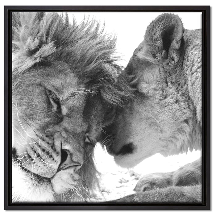Bezauberndes kuschelndes Löwenpaar auf Leinwandbild Quadratisch gerahmt Größe 60x60
