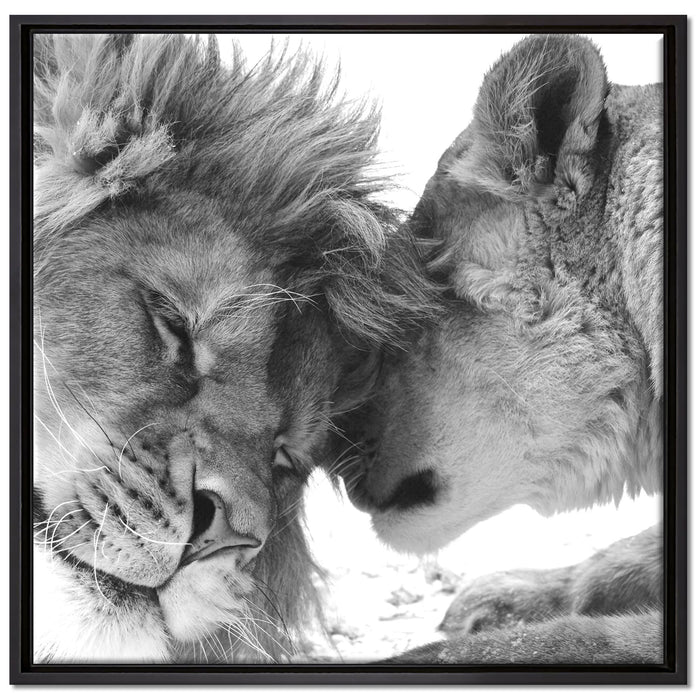 Bezauberndes kuschelndes Löwenpaar auf Leinwandbild Quadratisch gerahmt Größe 70x70
