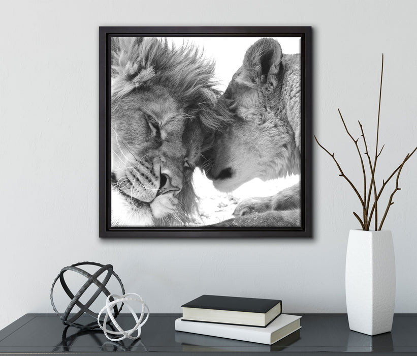 Bezauberndes kuschelndes Löwenpaar  auf Leinwandbild Quadratisch gerahmt mit Kirschblüten