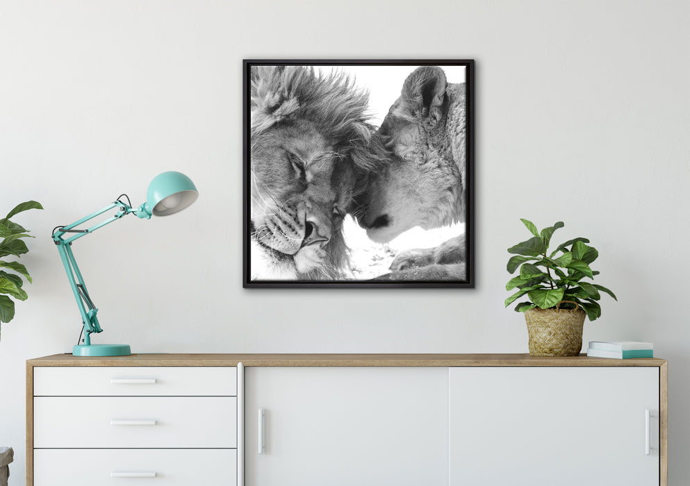 Bezauberndes kuschelndes Löwenpaar auf Leinwandbild gerahmt Quadratisch verschiedene Größen im Wohnzimmer
