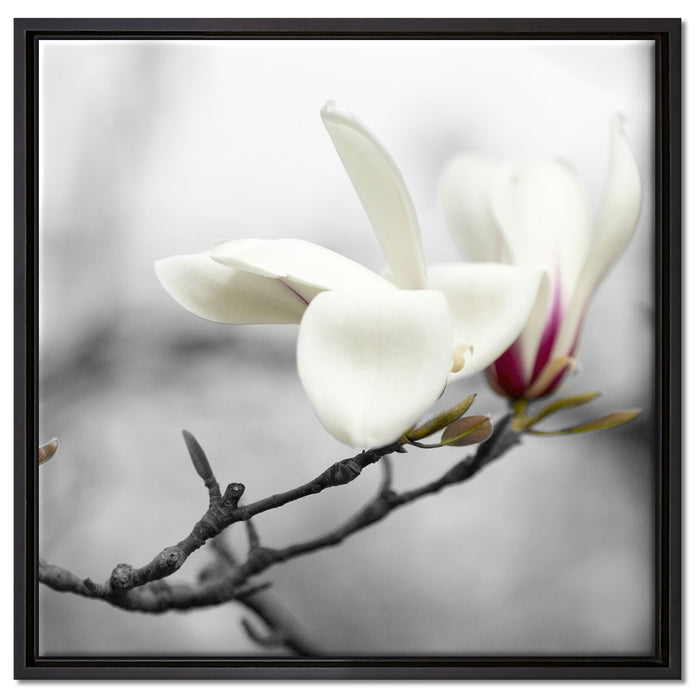 Magnolienblüten auf Leinwandbild Quadratisch gerahmt Größe 60x60