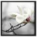 Magnolienblüten auf Leinwandbild Quadratisch gerahmt Größe 60x60