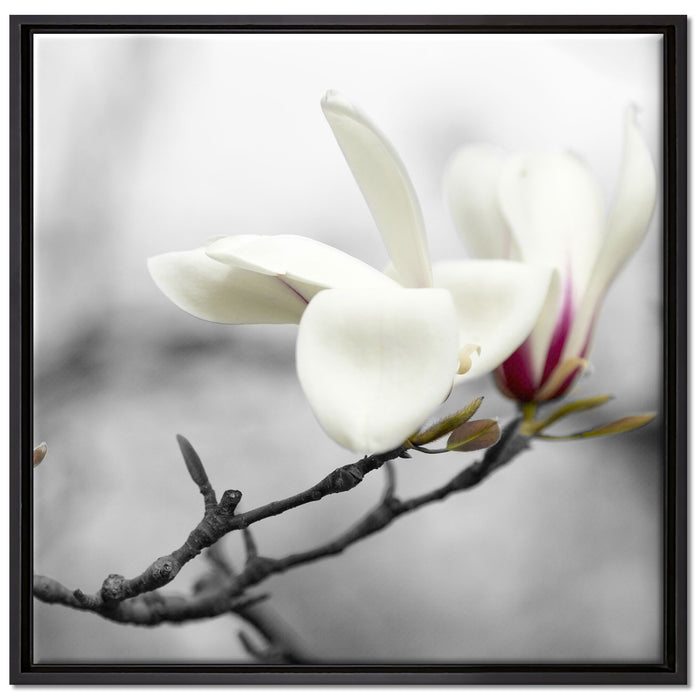 Magnolienblüten auf Leinwandbild Quadratisch gerahmt Größe 70x70