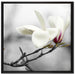Magnolienblüten auf Leinwandbild Quadratisch gerahmt Größe 70x70