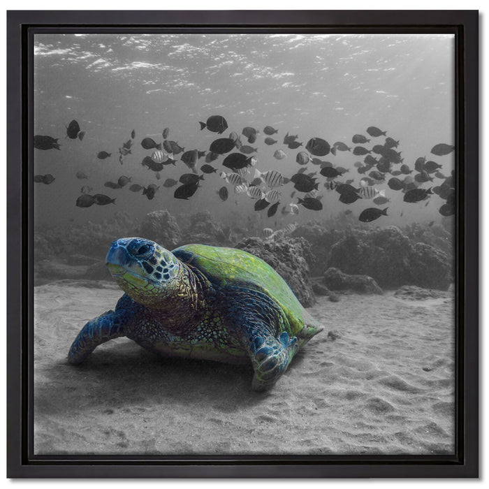 Schildkröte im Ozean auf Leinwandbild Quadratisch gerahmt Größe 40x40