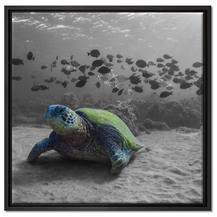 Schildkröte im Ozean auf Leinwandbild Quadratisch gerahmt Größe 60x60