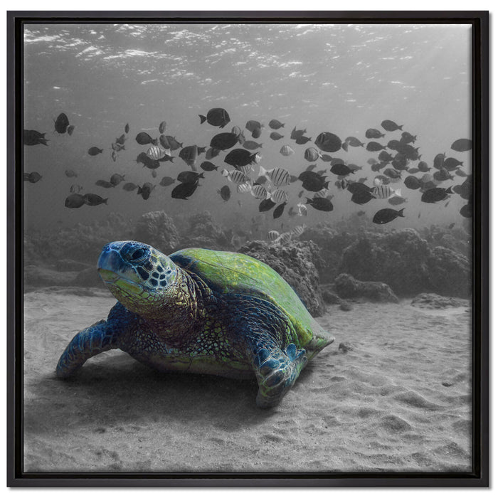 Schildkröte im Ozean auf Leinwandbild Quadratisch gerahmt Größe 70x70