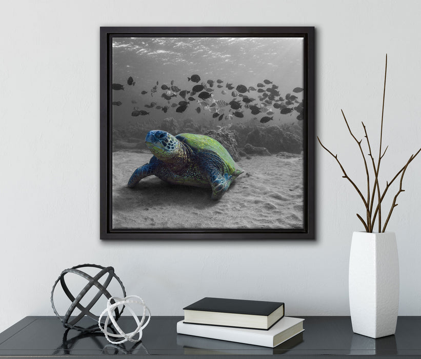Schildkröte im Ozean  auf Leinwandbild Quadratisch gerahmt mit Kirschblüten