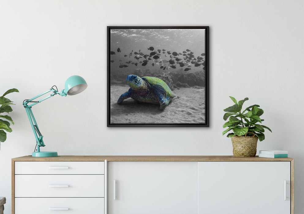 Schildkröte im Ozean auf Leinwandbild gerahmt Quadratisch verschiedene Größen im Wohnzimmer